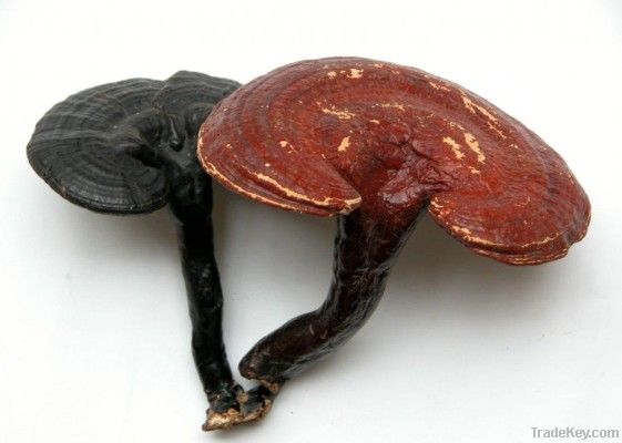 Ganoderma Extract